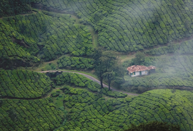 Kerala Family Getaway | From Munnar Hills to Coastal Kovalam in 7 Days.